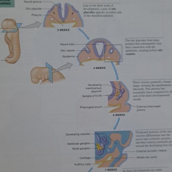 Martini's Atlas of the Human Anatomy Book for Medical Nursing Student 153 pages - Picture 3 of 8